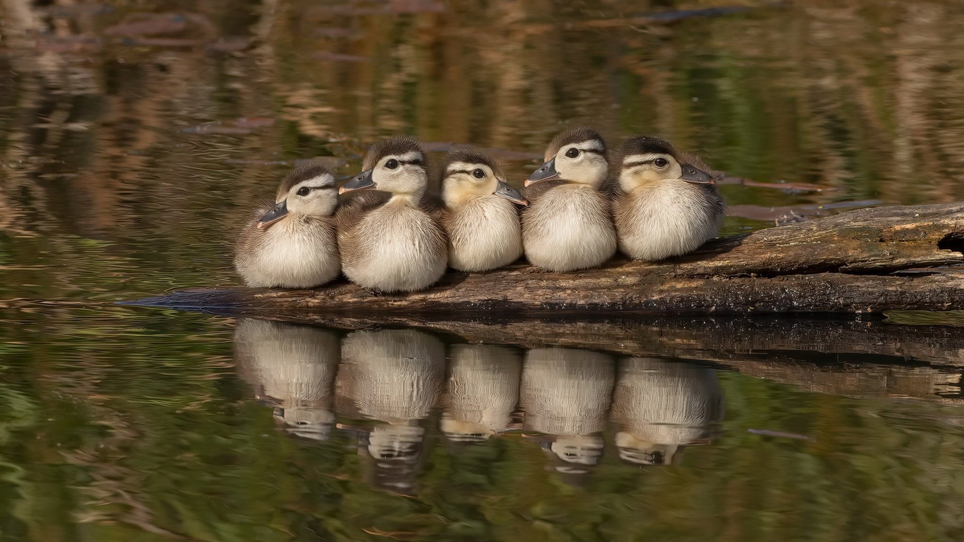 尼斯踏平皇家社会，意甲焦点战中的战术革命与新生力量崛起